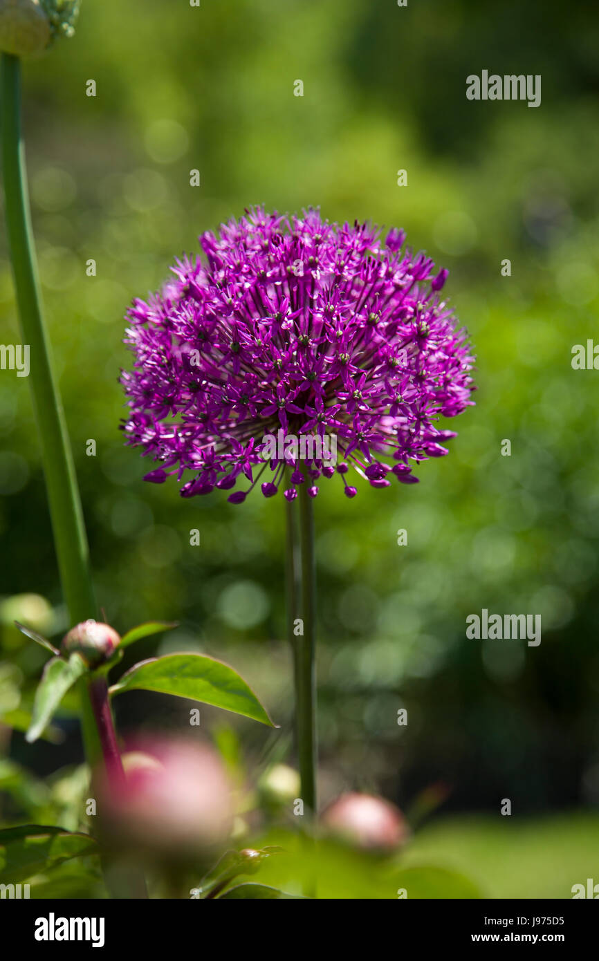 Purple flower with blurred background Stock Photo