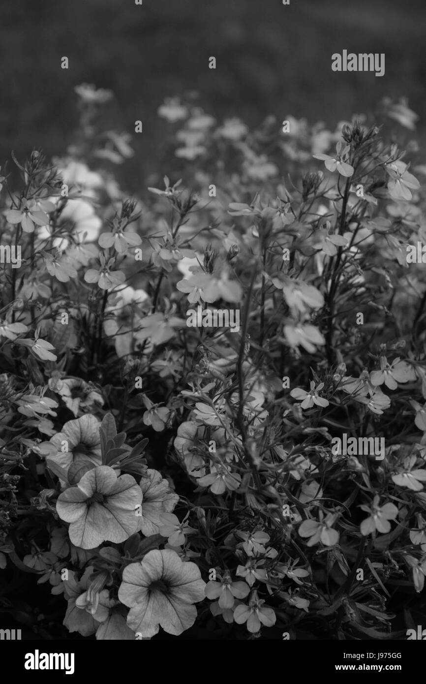 Blue flower plant flowers Black and White Stock Photos & Images - Alamy