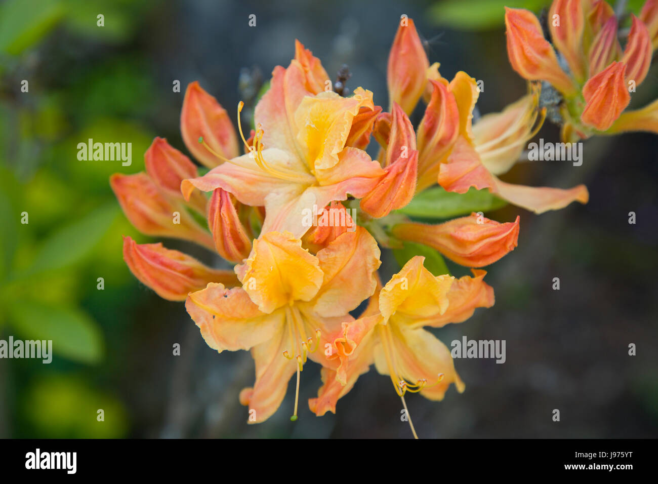 Multiple petals hi-res stock photography and images - Alamy