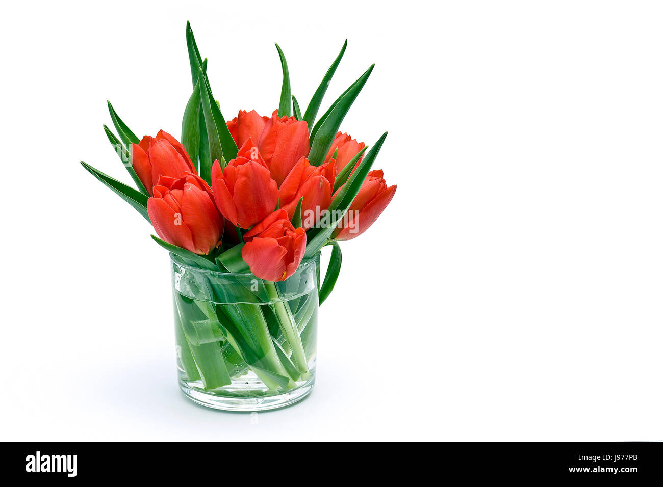 beautiful, beauteously, nice, leaf, isolated, flower, plant, bloom, blossom, Stock Photo