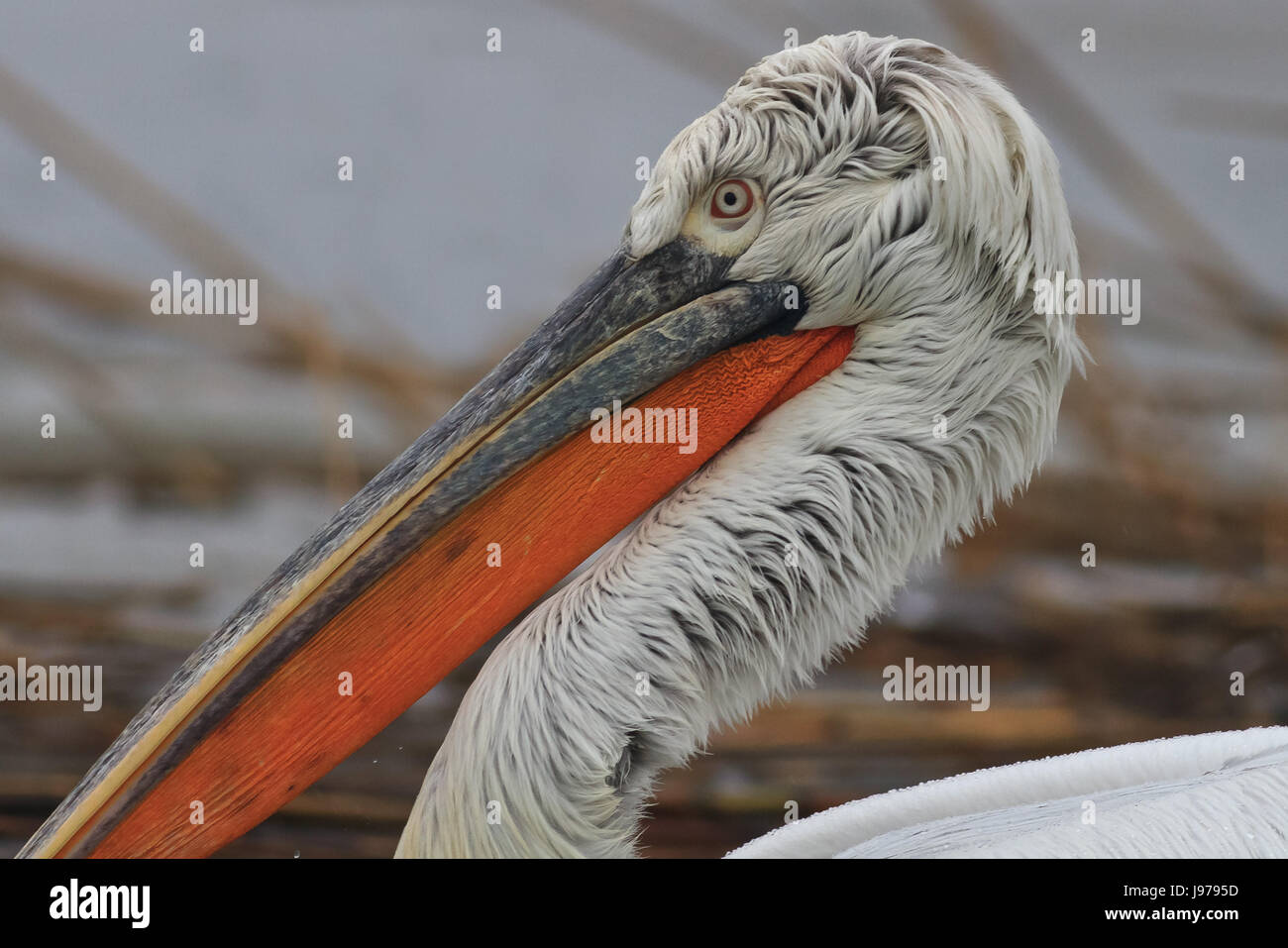 bird, portrait, wildlife, pelican, dalmatian, danube delta, single, animal, Stock Photo