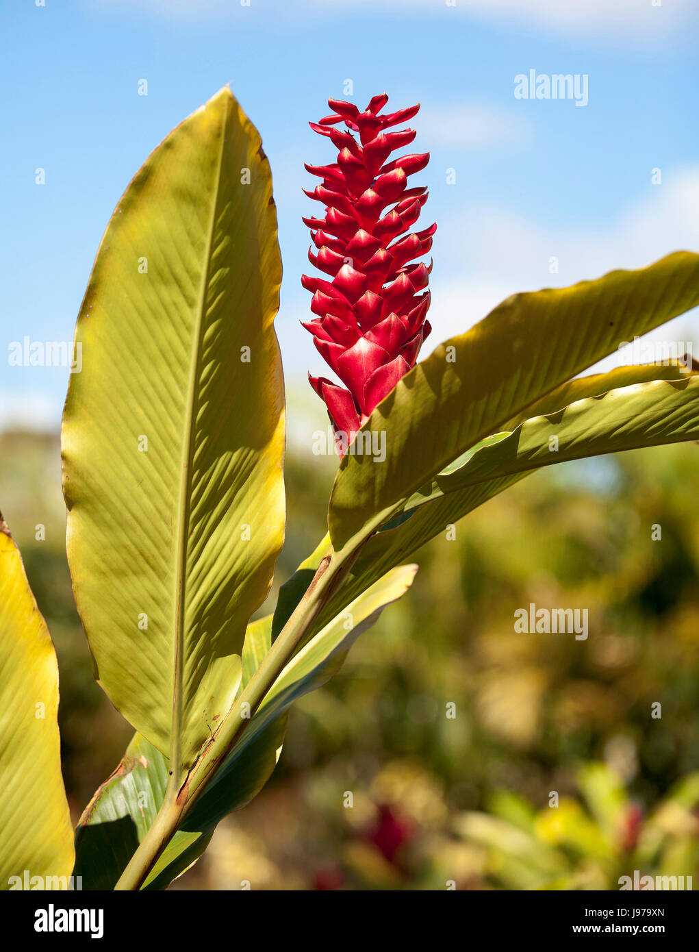 Red Ginger Plant Hawaiian Stock Photo