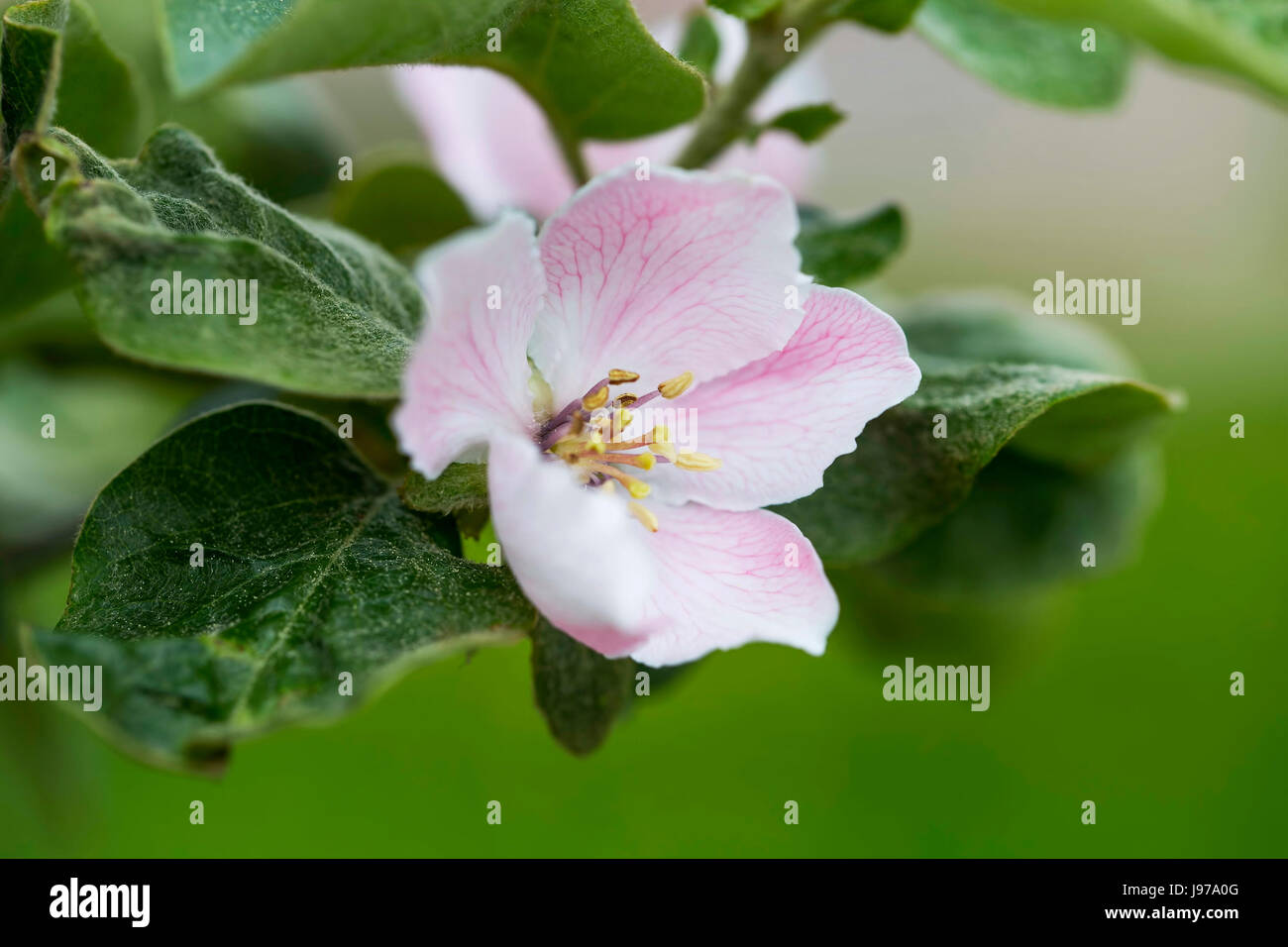Spring quince flower closeup Stock Photo Alamy