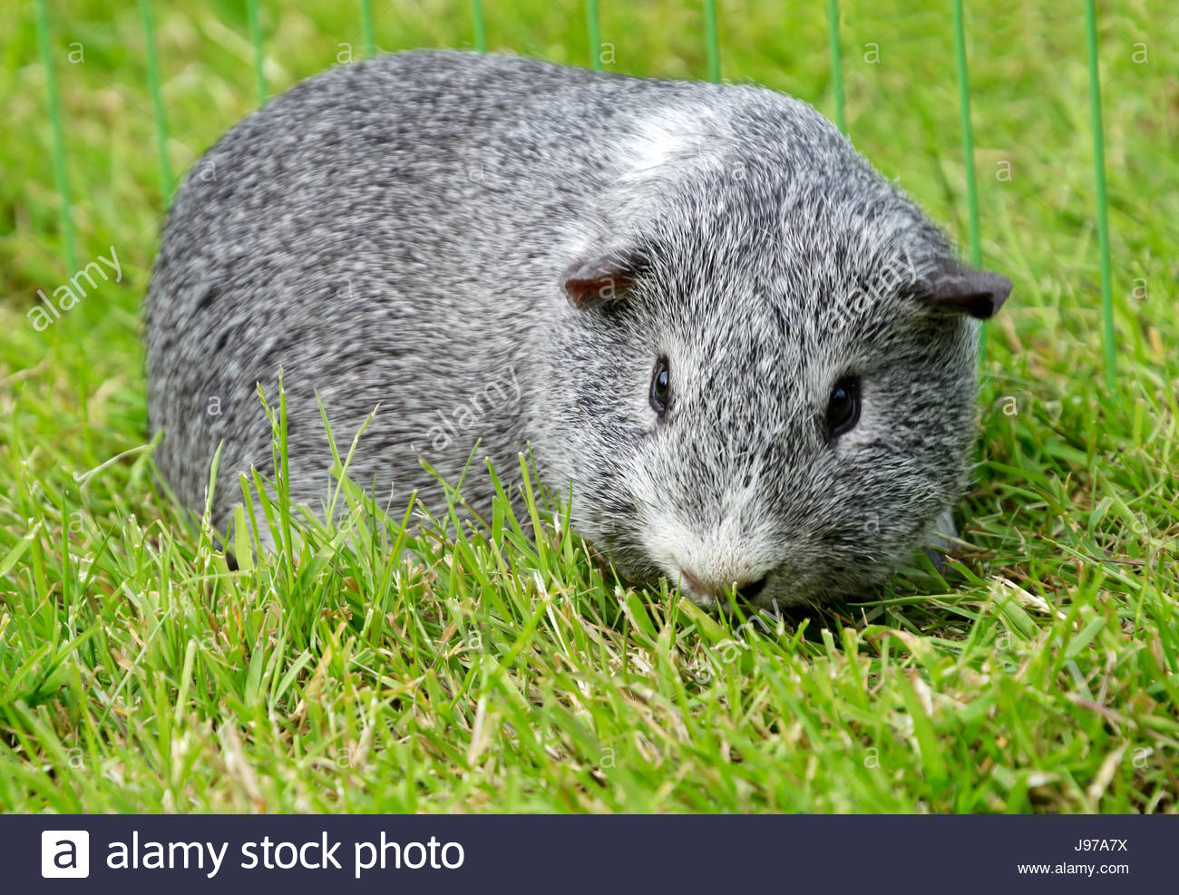 Grey And White Short Hair Guinea Pig Eating Grass Stock Photo