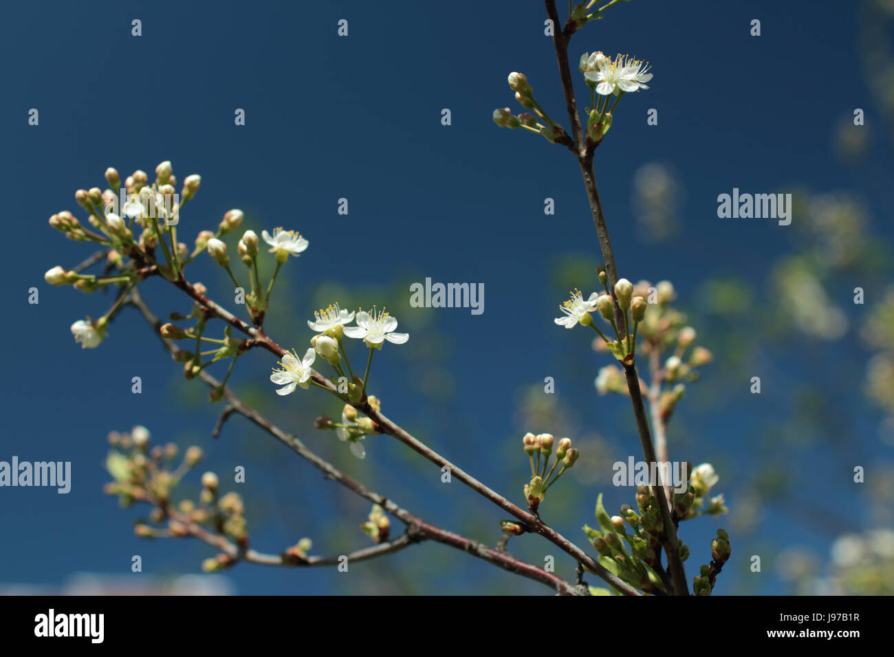 White flowers blossom cherry tree against background of blue sky Stock ...