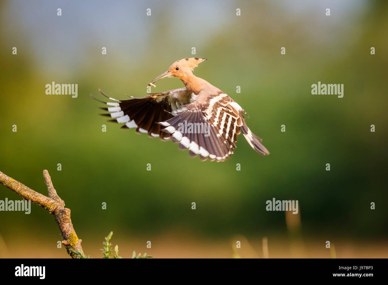 Hoopoe (Upupa epops) in flight carrying an insect in Koros-Maros National Park, Bekes County, Hungary Stock Photo