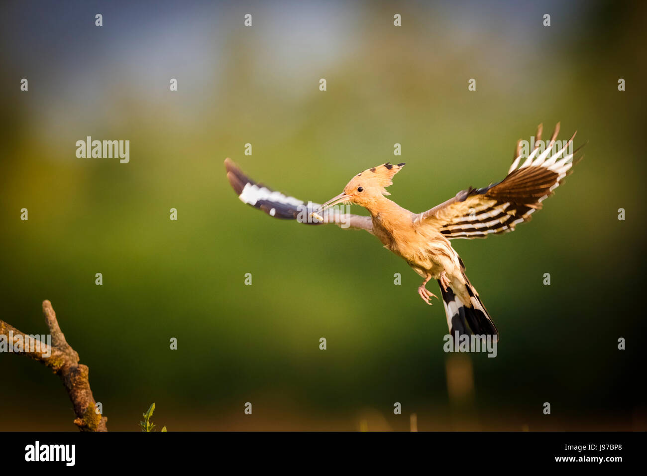 Hoopoe (Upupa epops) in flight carrying an insect in Koros-Maros National Park, Bekes County, Hungary Stock Photo