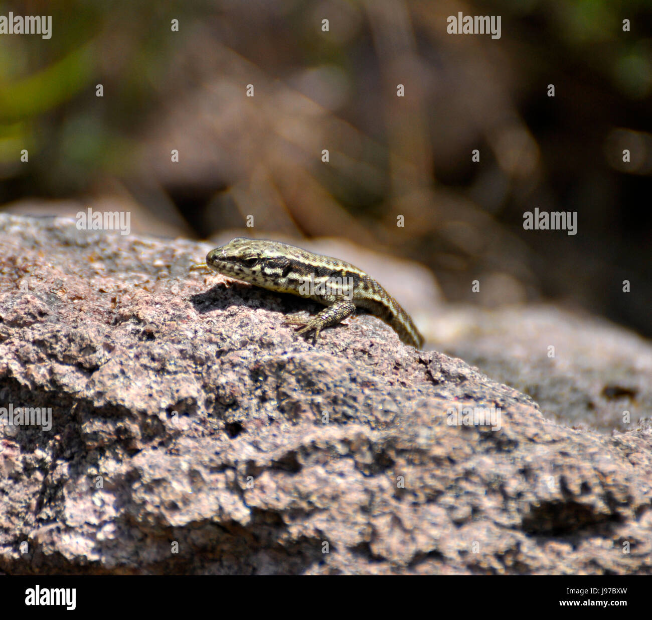 detail, animal, lizard, animals, saurian, black forest, reptiles