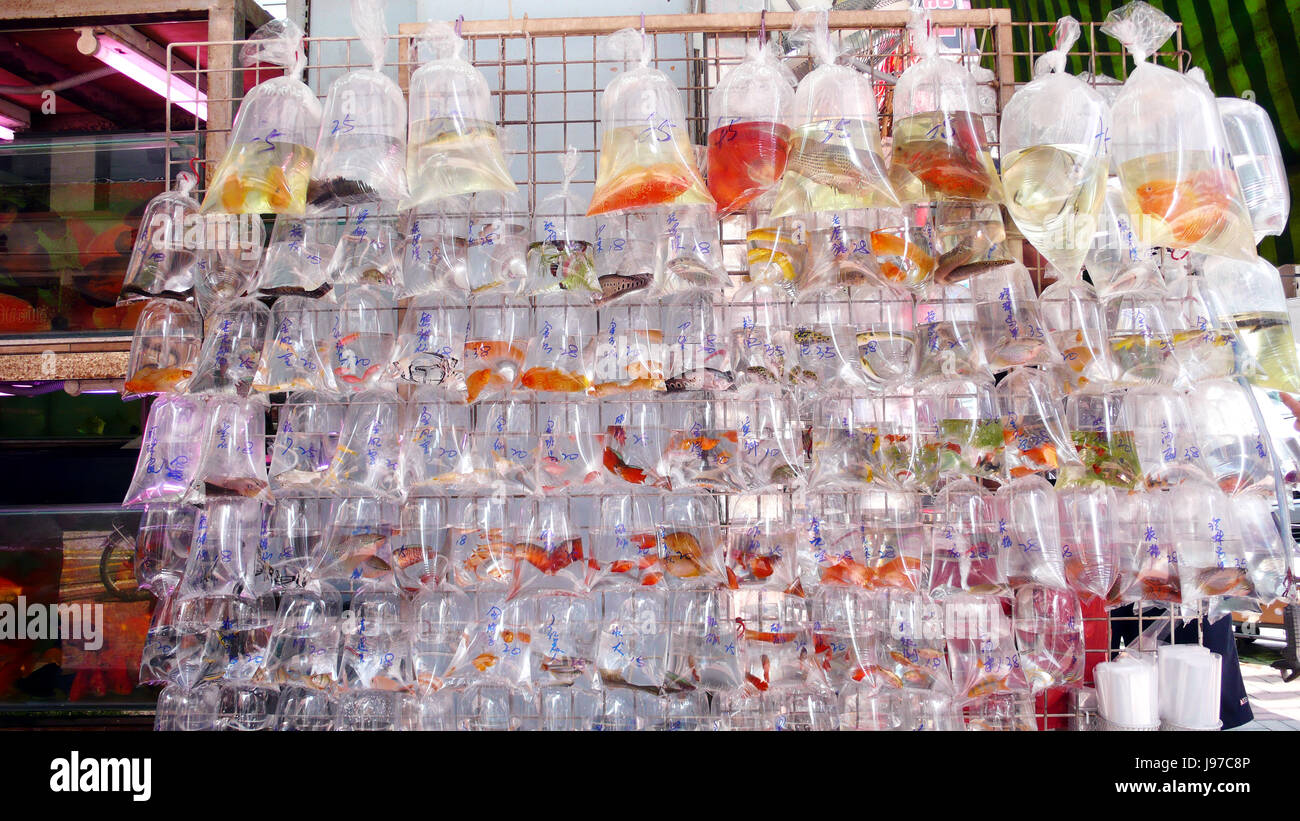 goldfish in plastic bags Stock Photo Alamy