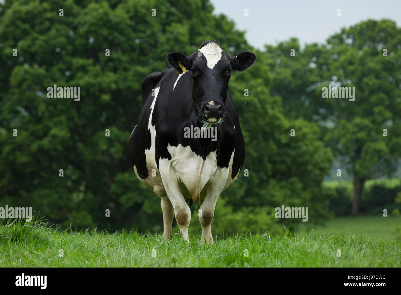 Holstein friesian cattle cows hi-res stock photography and images - Alamy