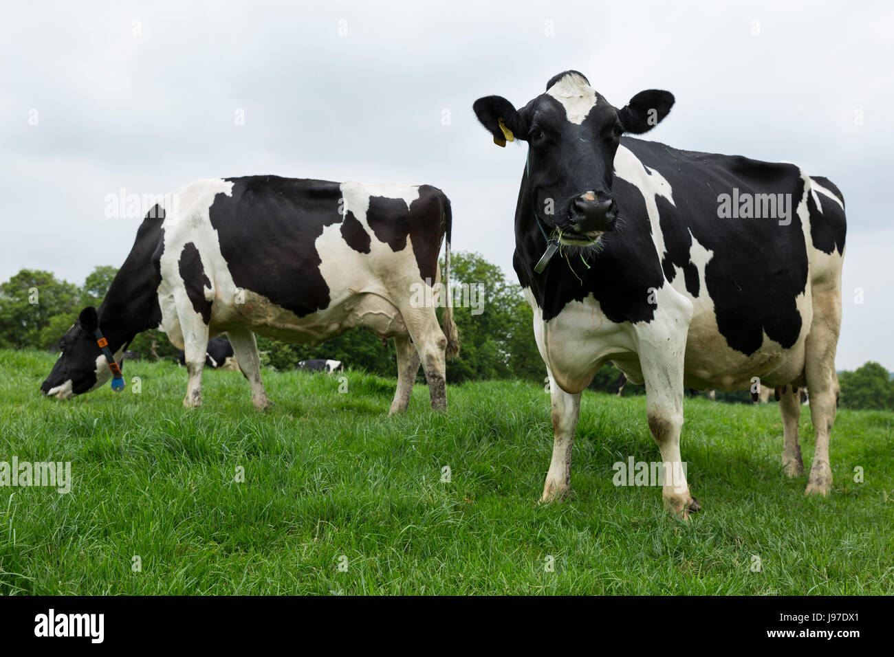 Holstein Friesian dairy cattle grazing in the Kent countryside Stock ...