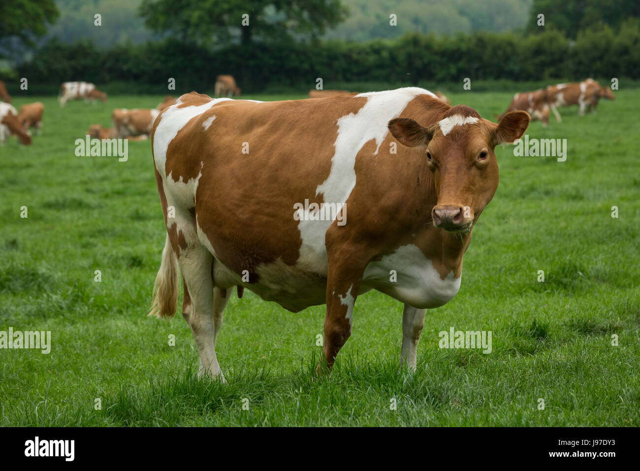 Guernsey dairy cattle grazing Stock Photo - Alamy