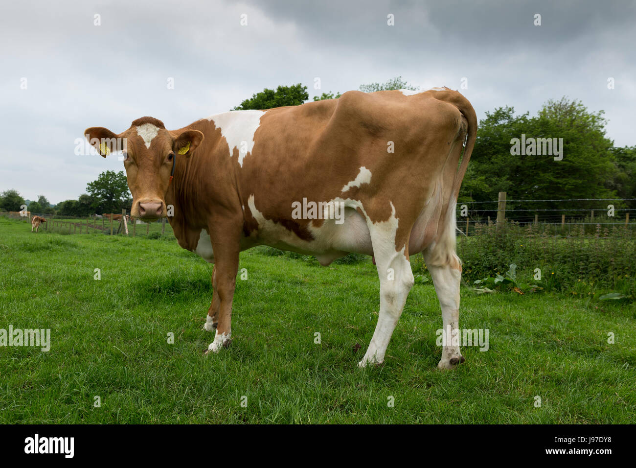 Guernsey dairy cattle grazing Stock Photo Alamy