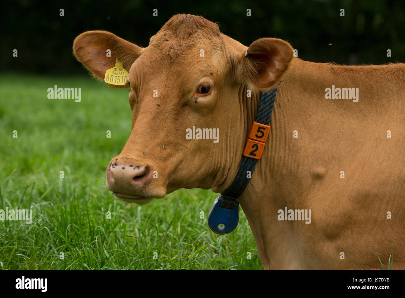 Guernsey dairy cattle grazing Stock Photo Alamy