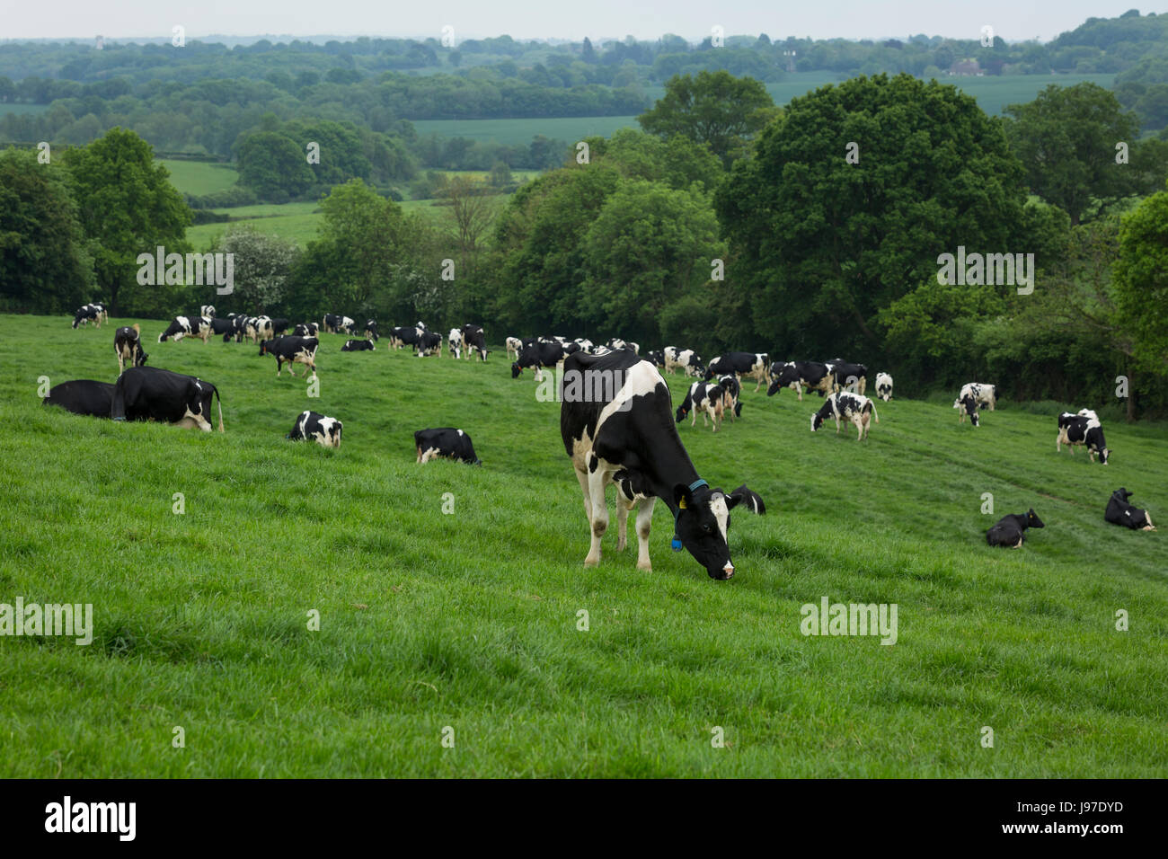Holstein Friesian dairy cattle grazing in the Kent countryside Stock ...