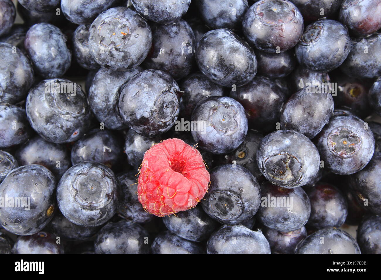 fresh blueberry fruits and a red raspberry closeup as a food background