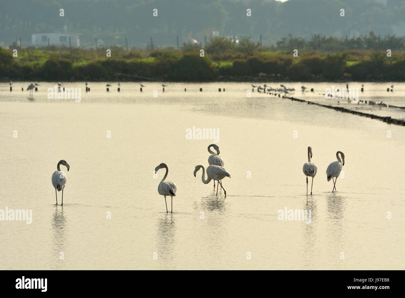 Flamingos (Phoenicopterus roseus) in the Sado Estuary Nature Reserve. Portugal Stock Photo