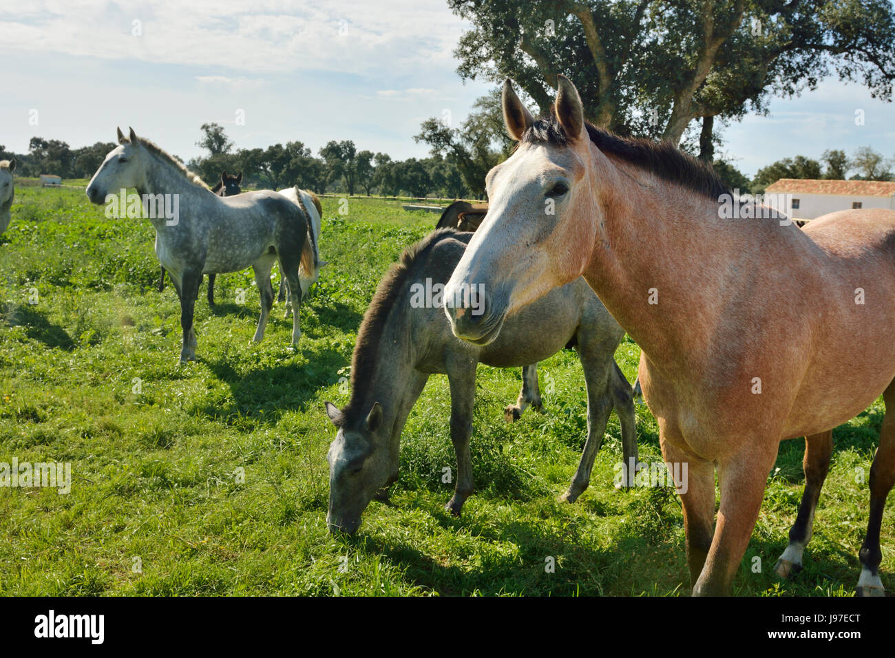 Lusitano portuguese horses in Rio Frio. A purebreed of Portugal Stock Photo