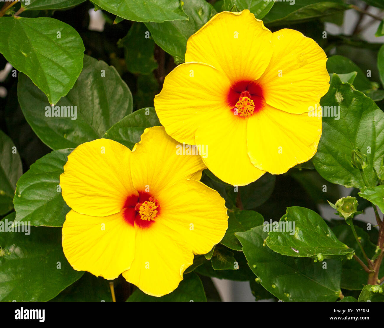 Hibiscus Flower Hawaiian Yellow Print Women's Boots