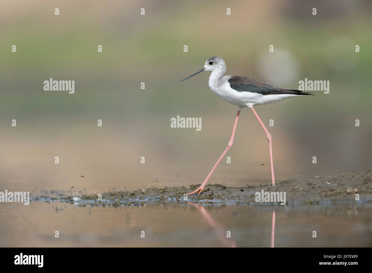 Black-winged Stilt Stock Photo