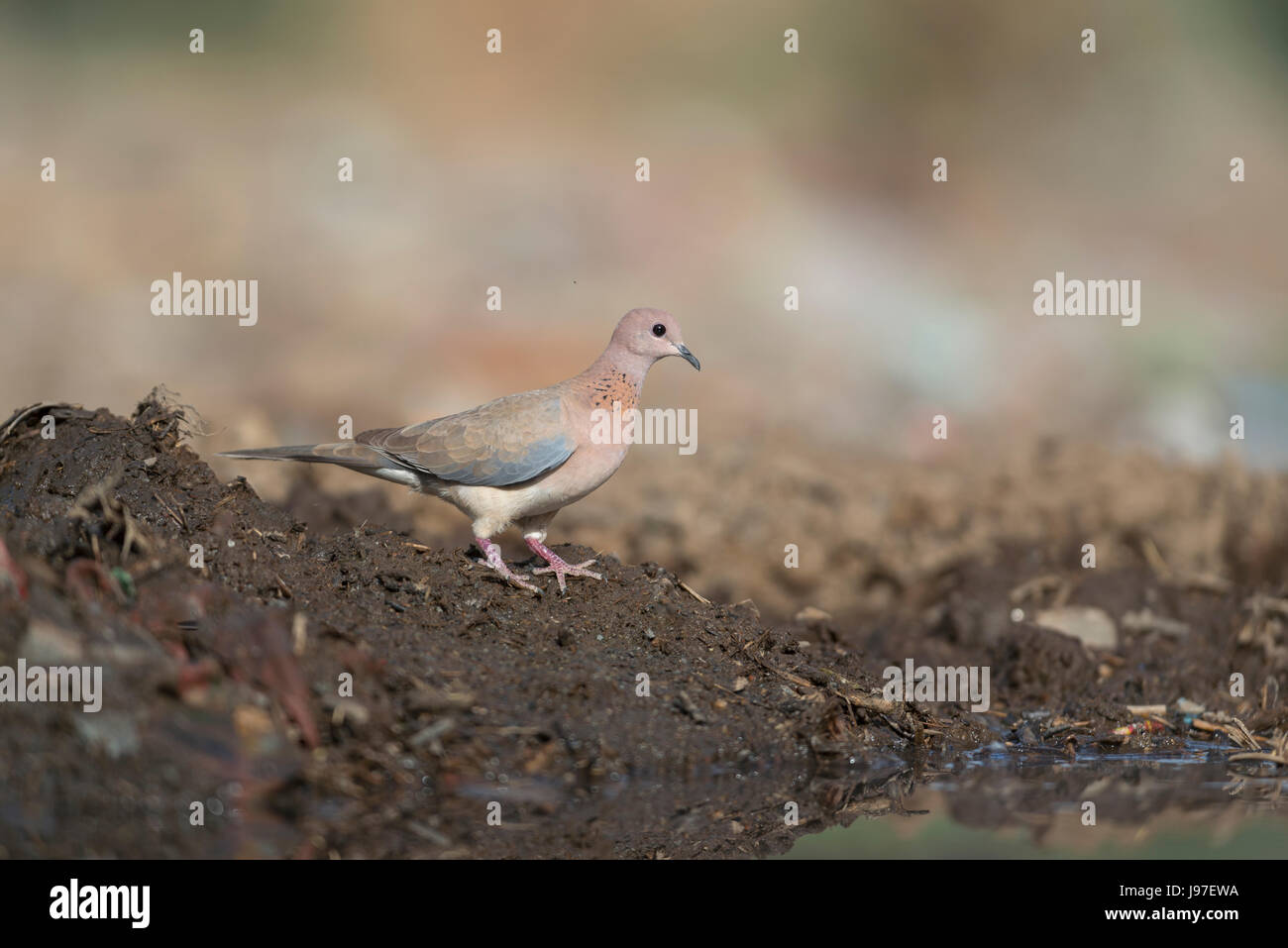 Laughing Dove Stock Photo