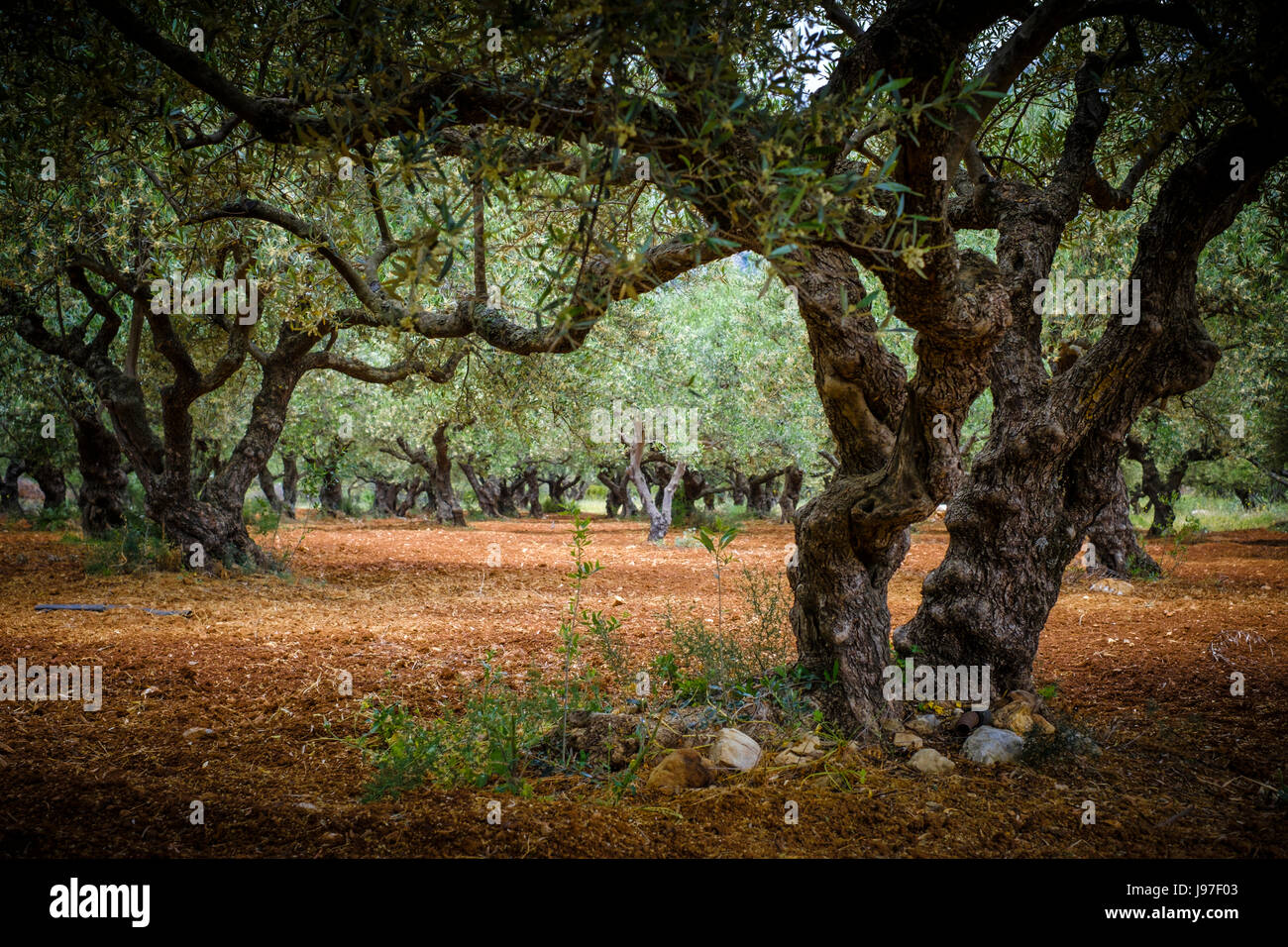 Red earth under the olive trees farm for the production of olives Stock
