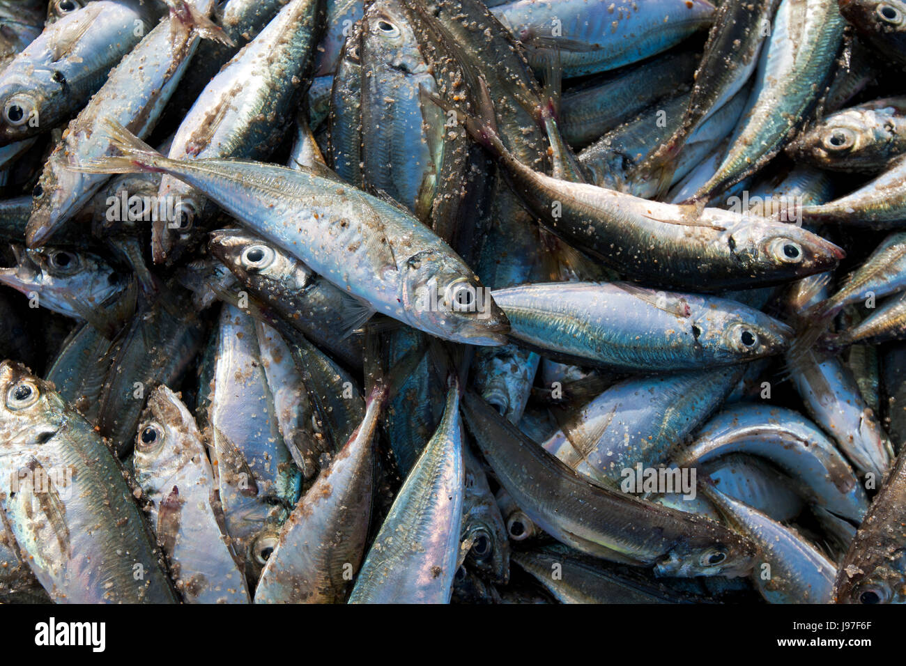 Vagos hi-res stock photography and images - Alamy