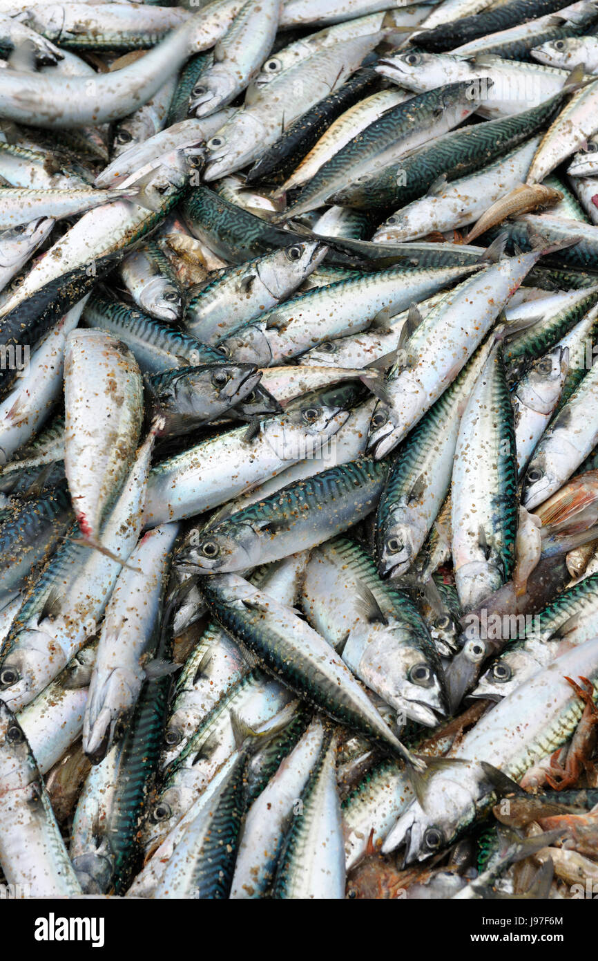 Chub mackerel (Scomber japonicus) and nets. Mira beach, Portugal Stock Photo