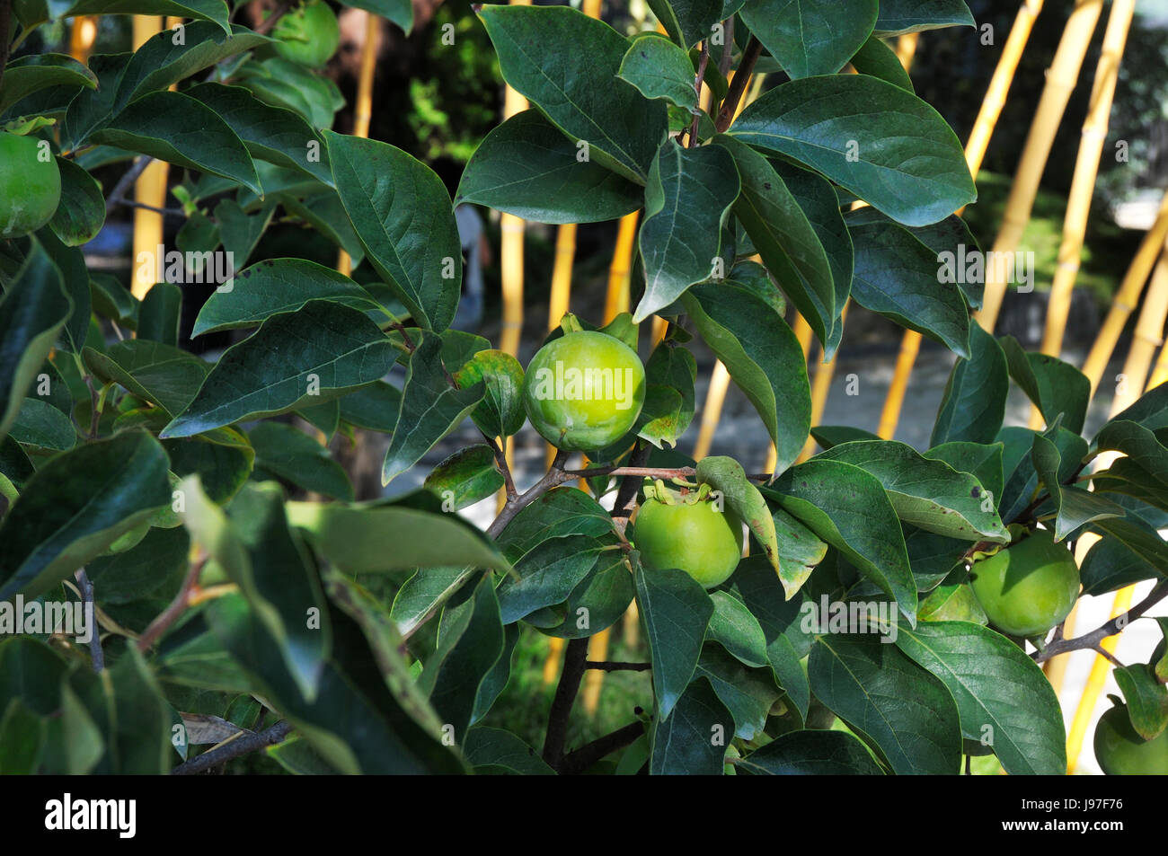 Japanese Persimmon (Diospyros kaki). This tree is a descendant of the only tree that have survived the atomic explosion of Nagasaki. Vila Nogueira de  Stock Photo