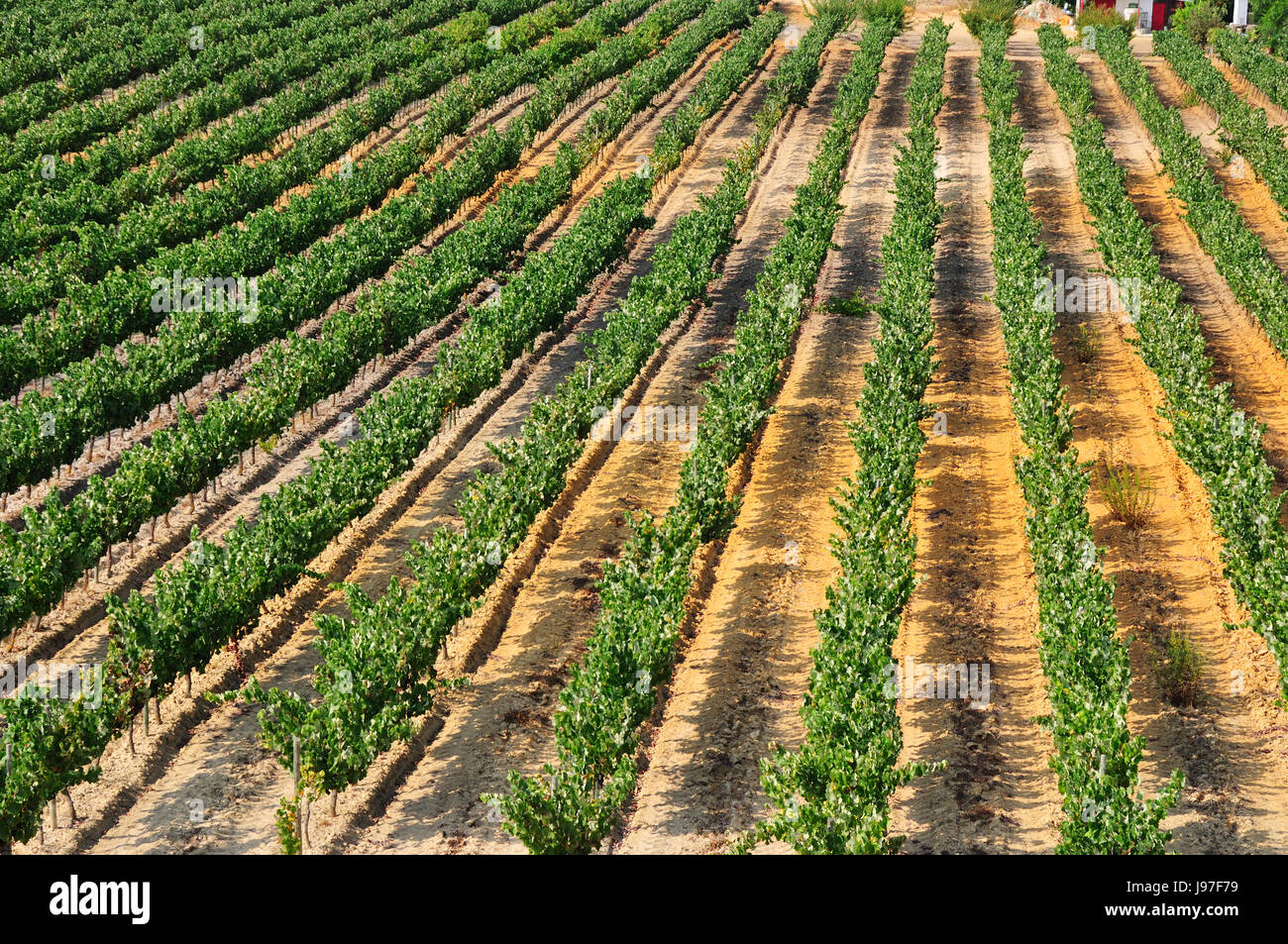 Vineyards in Palmela, Portugal Stock Photo