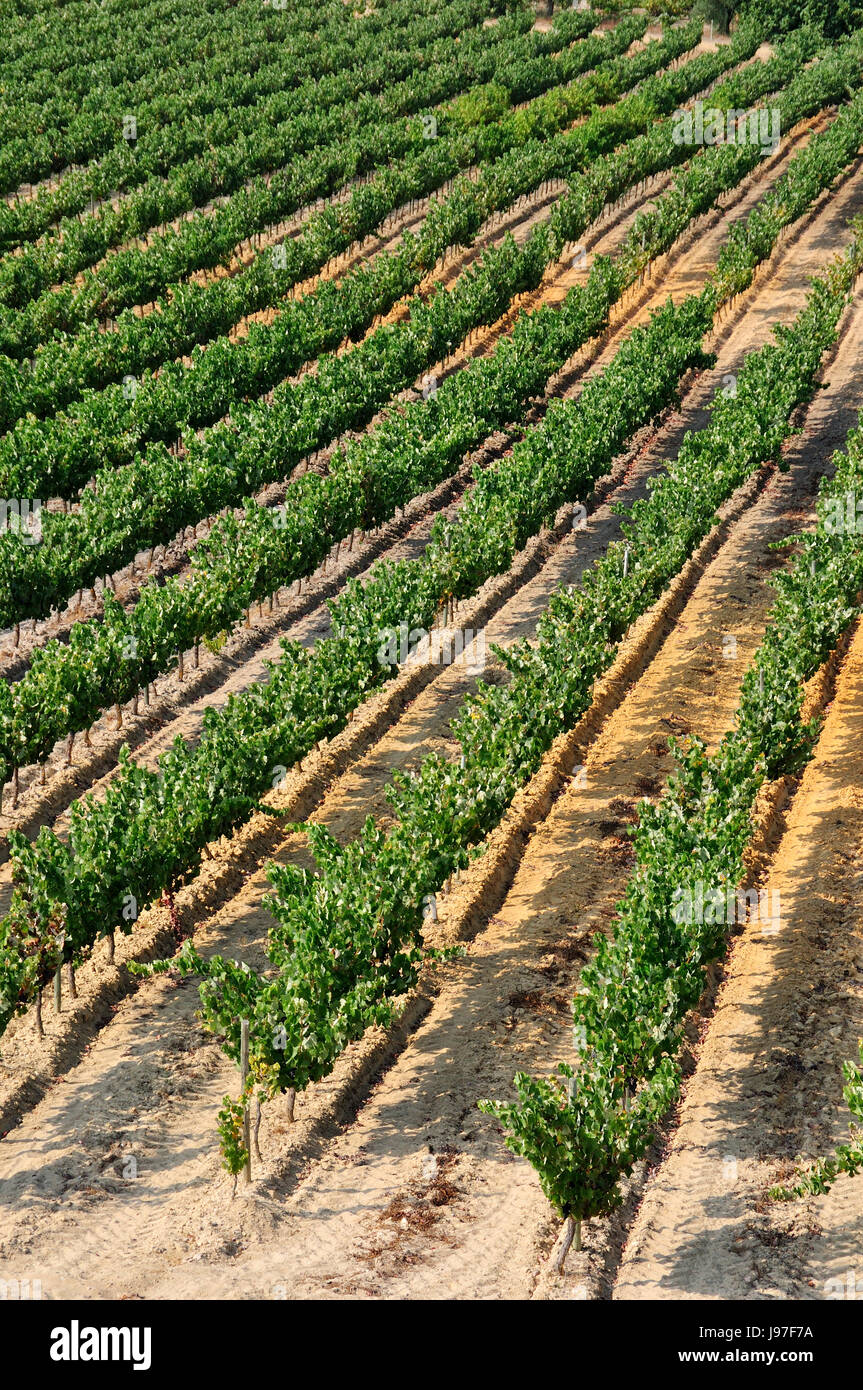 Vineyards in Palmela, Portugal Stock Photo