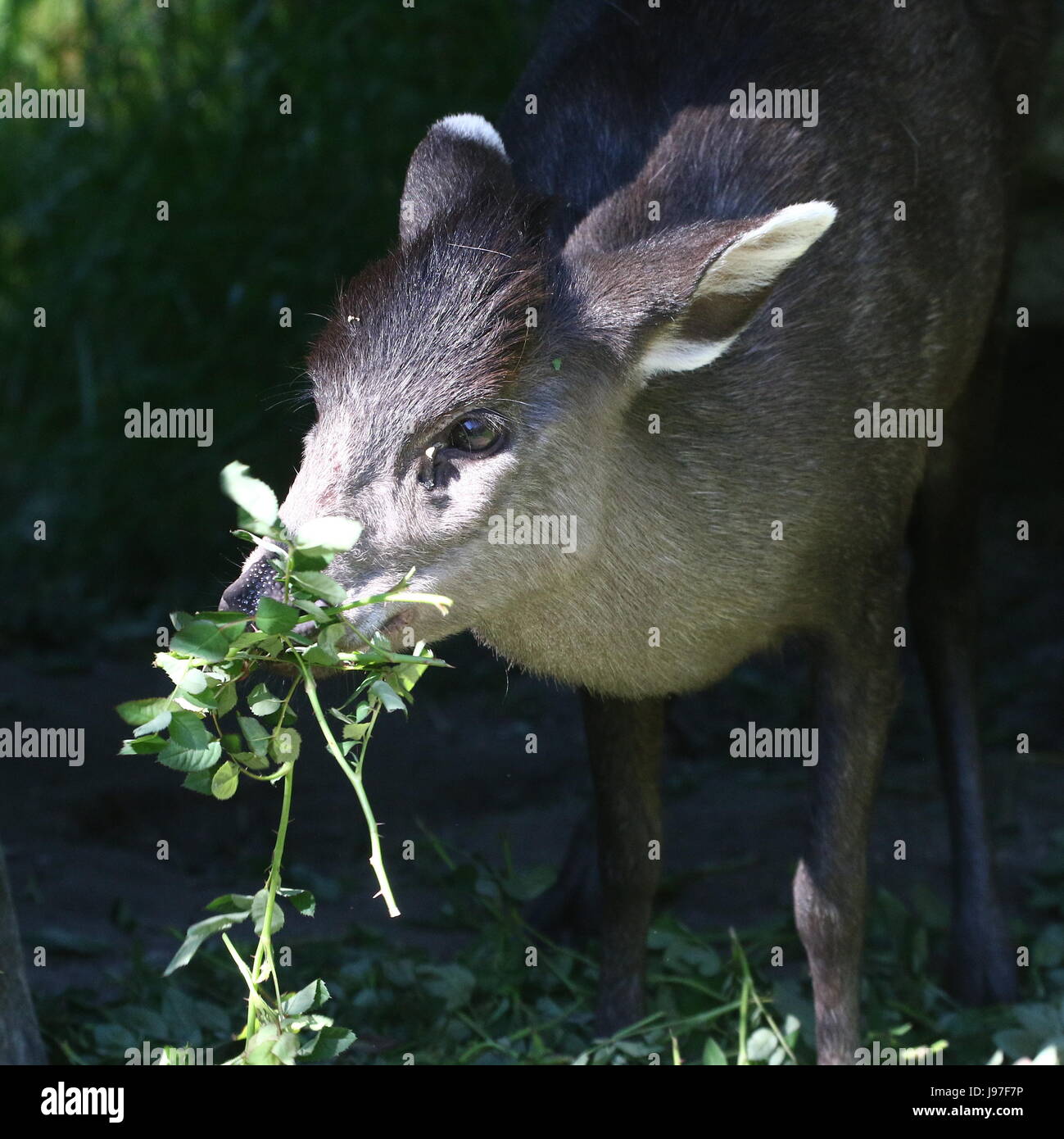 Feeding Chinese Tufted Deer (laphodus cephalophus) in closeup Stock Photo