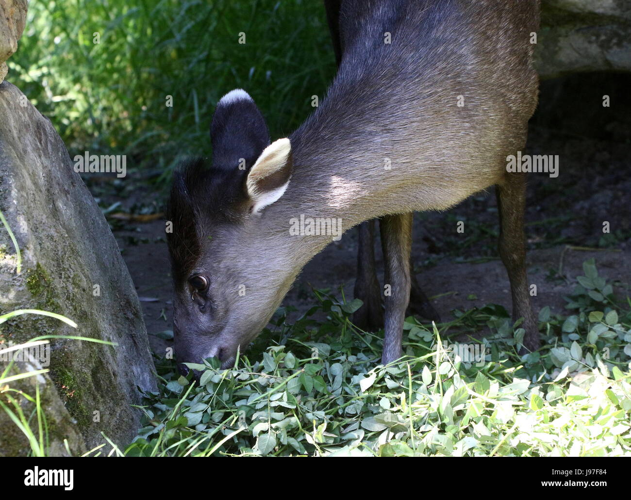 Chinese Tufted Deer (laphodus cephalophus) in closeup Stock Photo