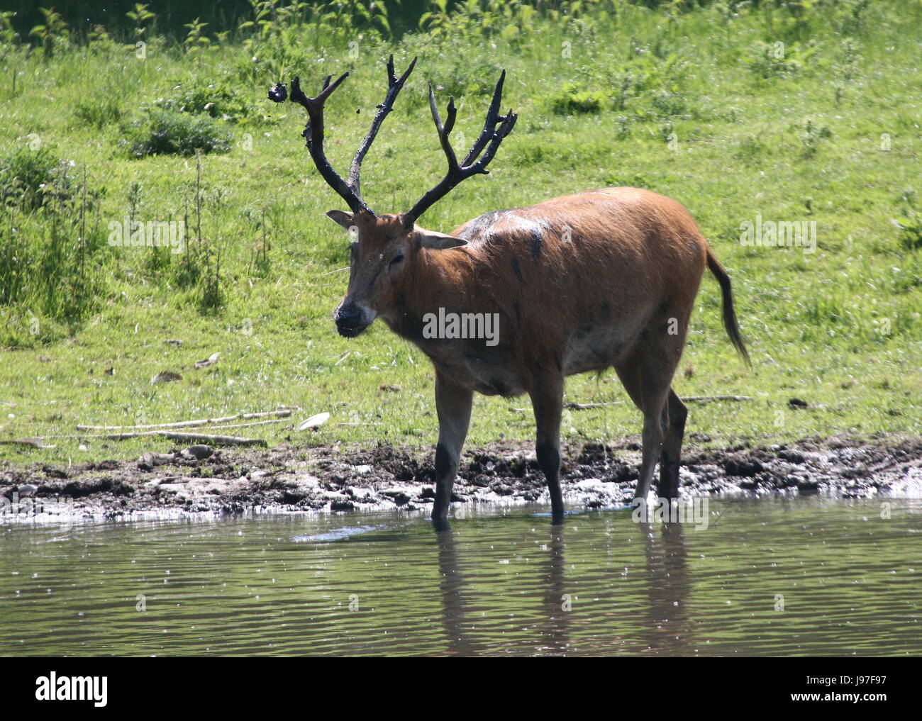 Ciervo del padre david hi-res stock photography and images - Alamy