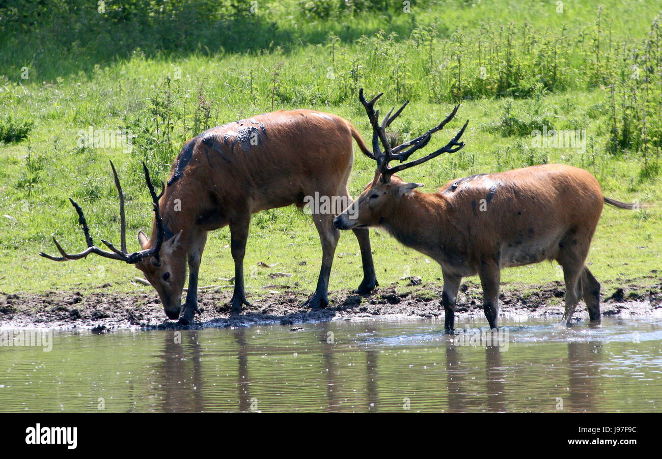 Two mature Père David's deer stags (Elaphurus davidianus) walking on the lake shore. Stock Photo