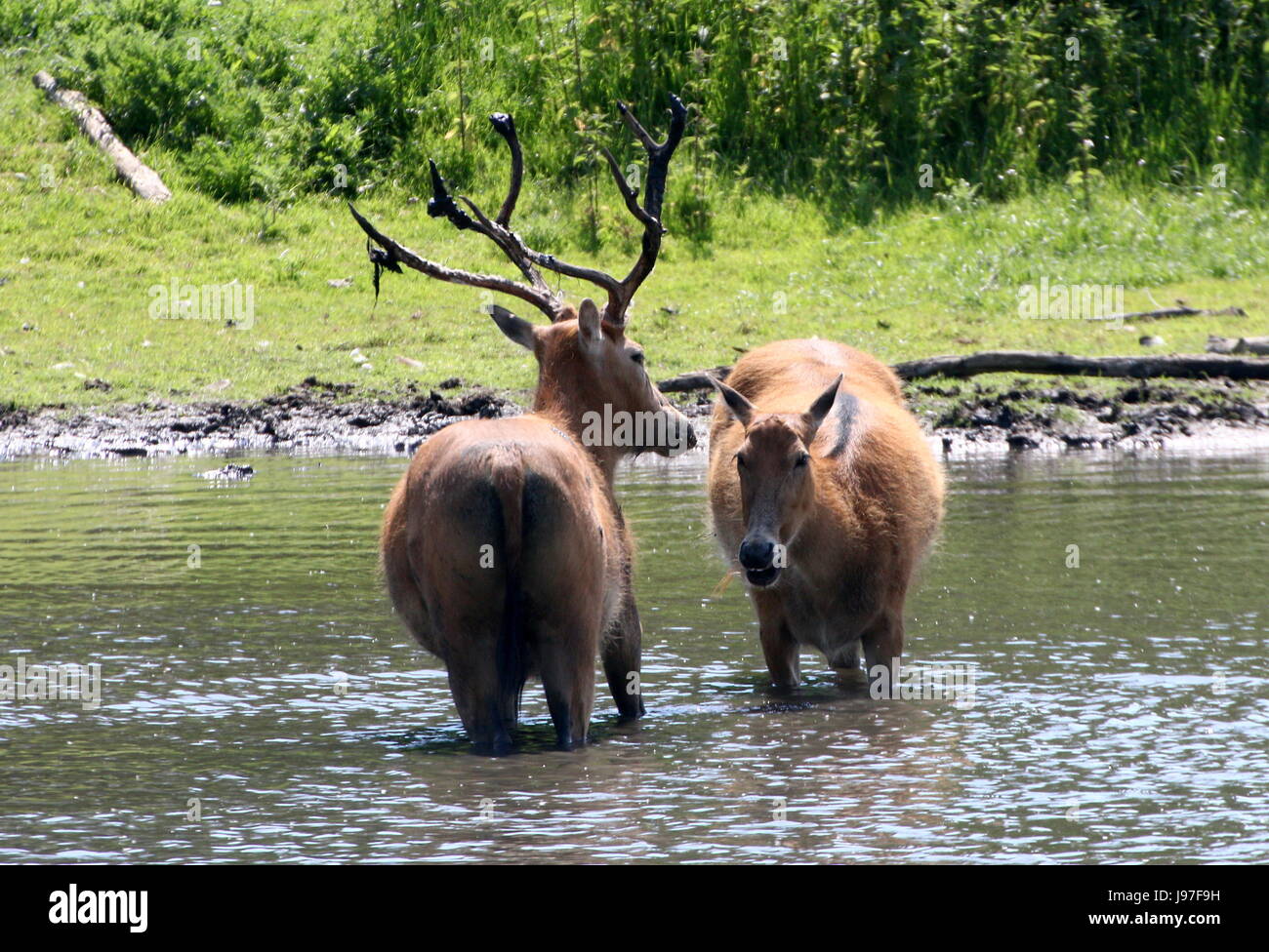 Père David's deer stag (Elaphurus davidianus) in the water during rutting season, together with  a doe. Stock Photo