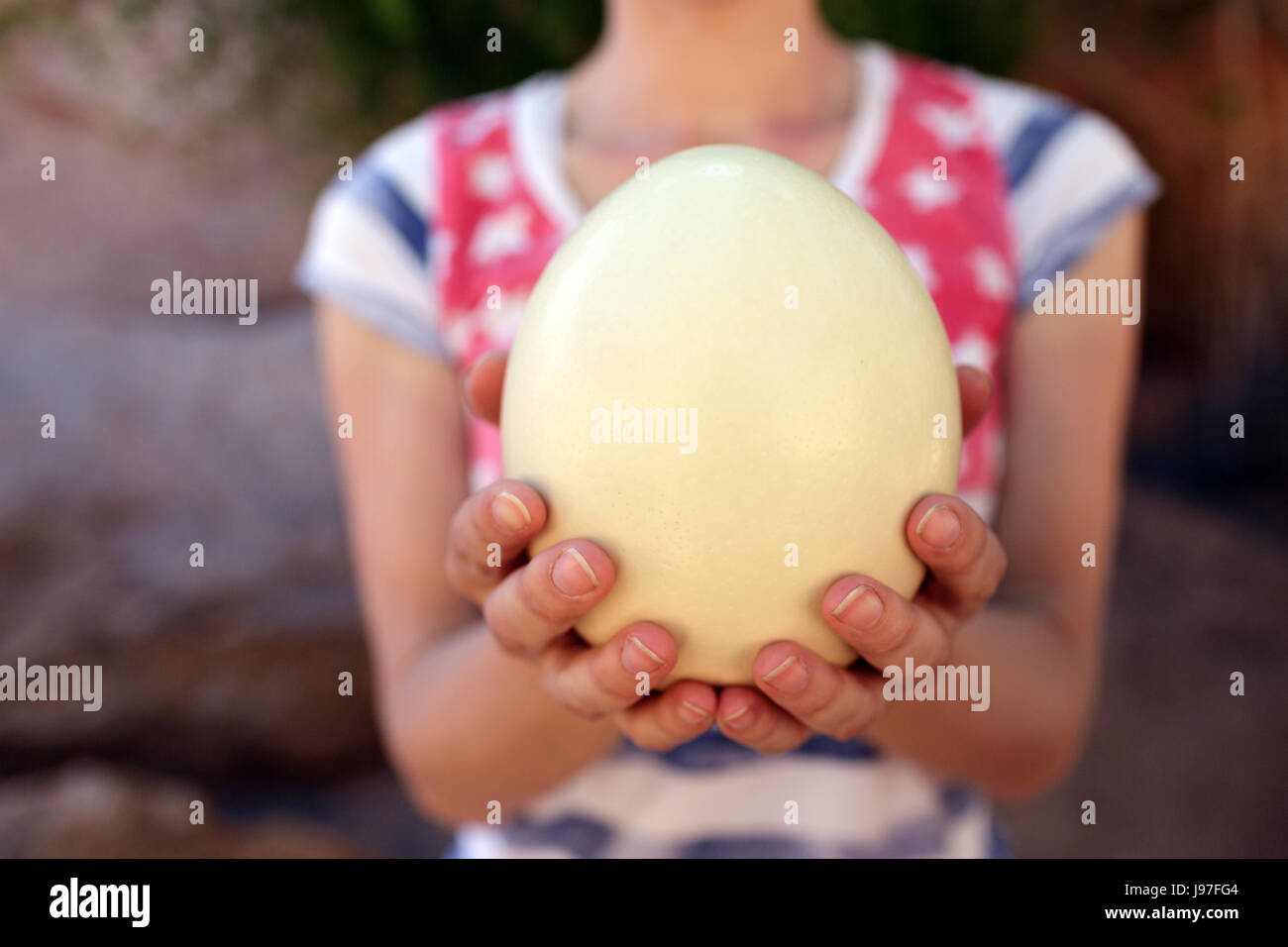 Woman holding ostrich egg in her hands, Ranch Koiimasis, Namibia.llife Stock Photo