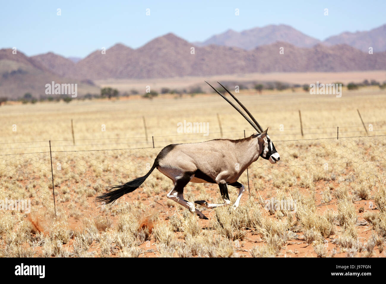 Oryx running hires stock photography and images Alamy