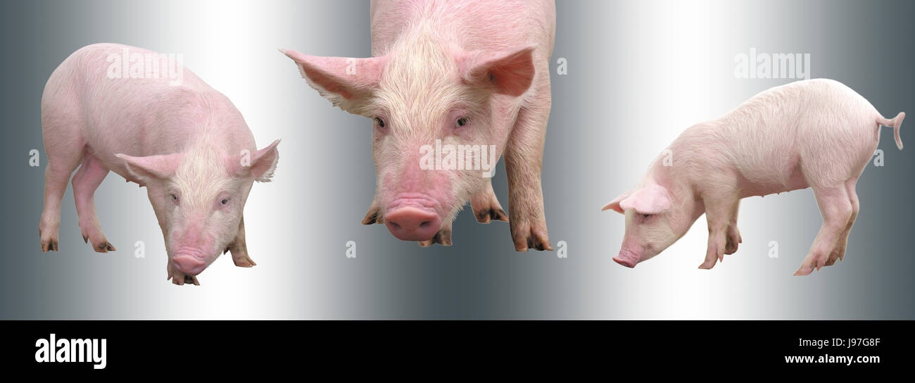 Funny little piglets, standing in full length, isolated against the silver colored background Stock Photo