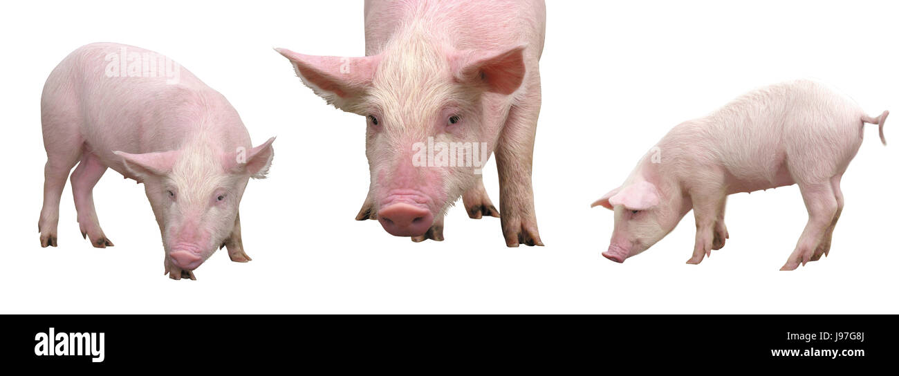 Pig White Background High Resolution Stock Photography And Images Alamy - piggy roblox white background