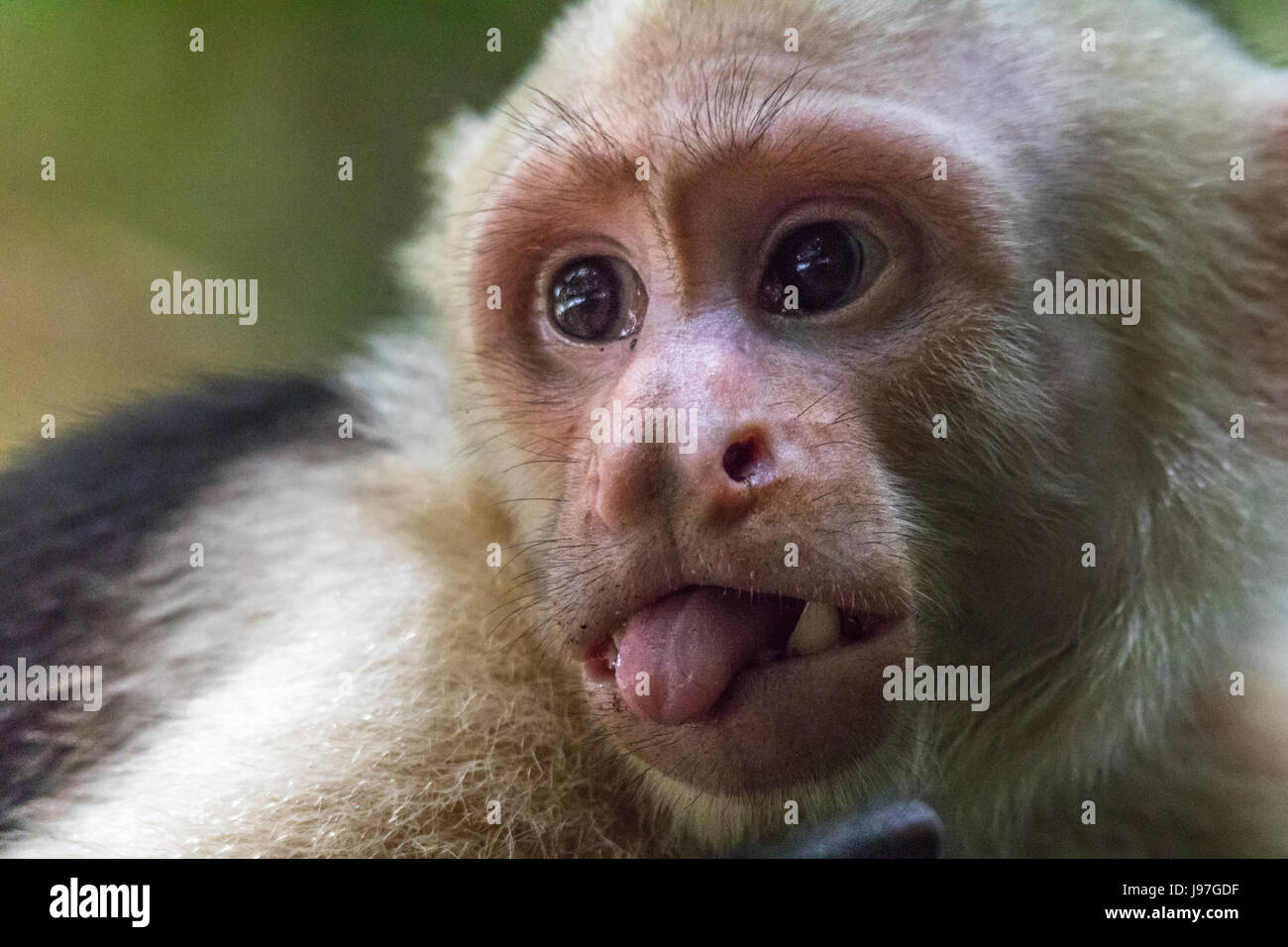 Monkey sticking out tongue hires stock photography and images Alamy