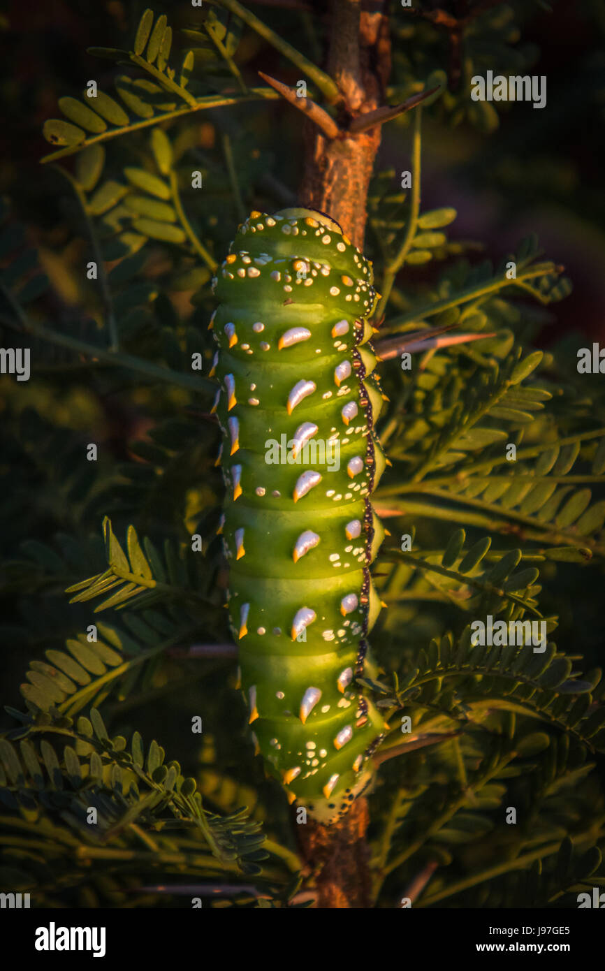 Close up of emperor moth caterpillar in South Africa on a green and brown plant Stock Photo