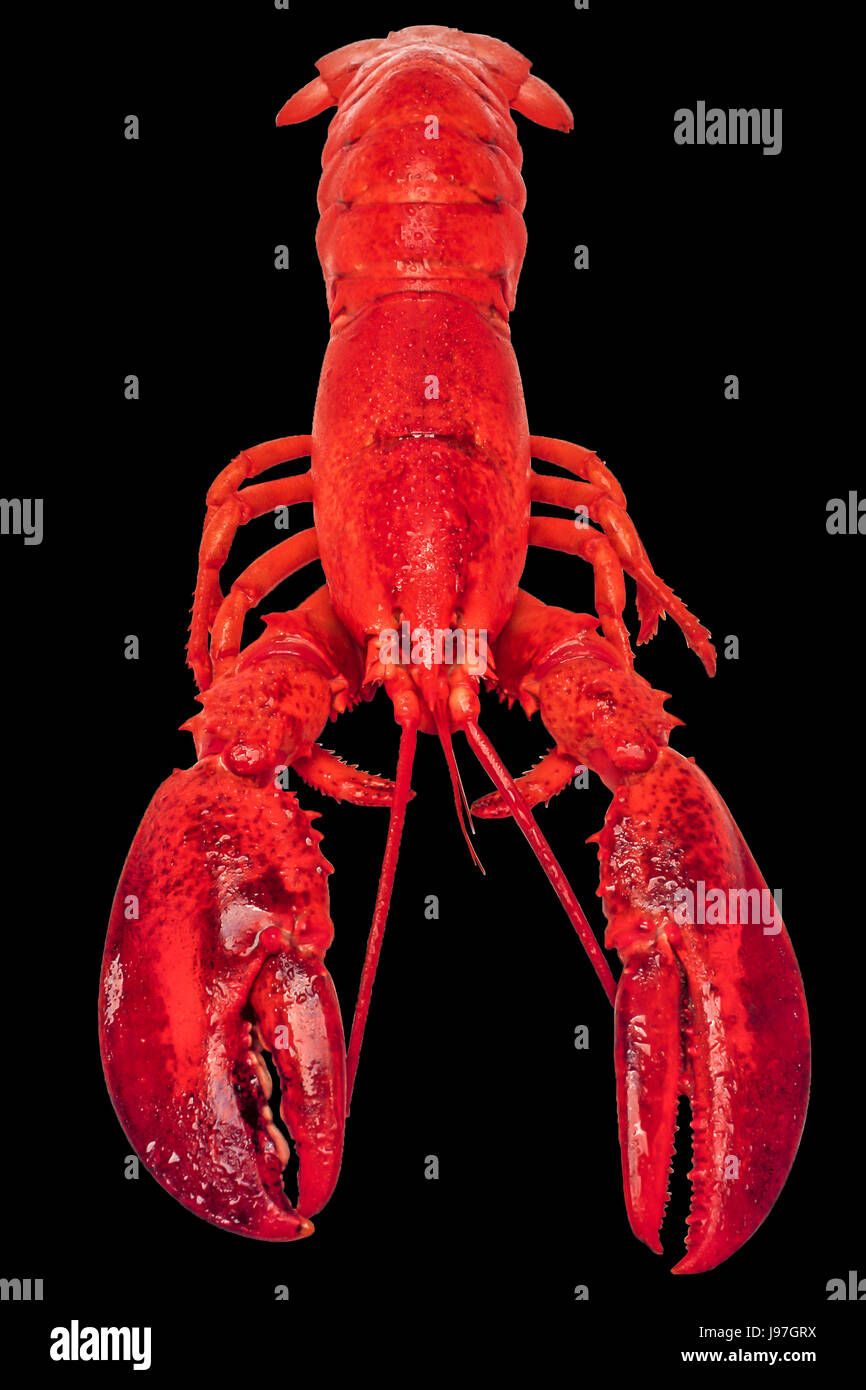 Bright red lobster, in full size, isolated against the black colored background Stock Photo