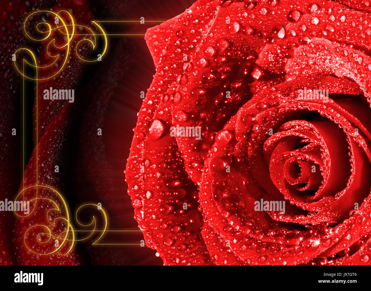 Beautiful bright red rose, coverd with water drops, against a background of another red rose. Stock Photo