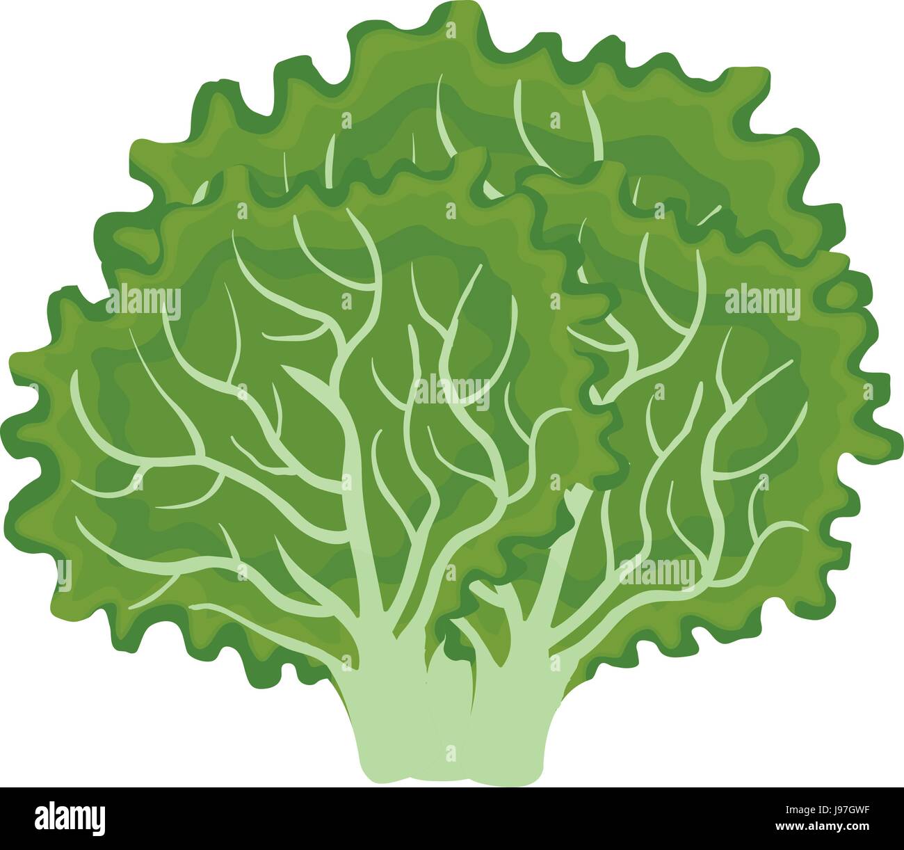 lettuce fresh vegetable icon Stock Vector Image & Art - Alamy