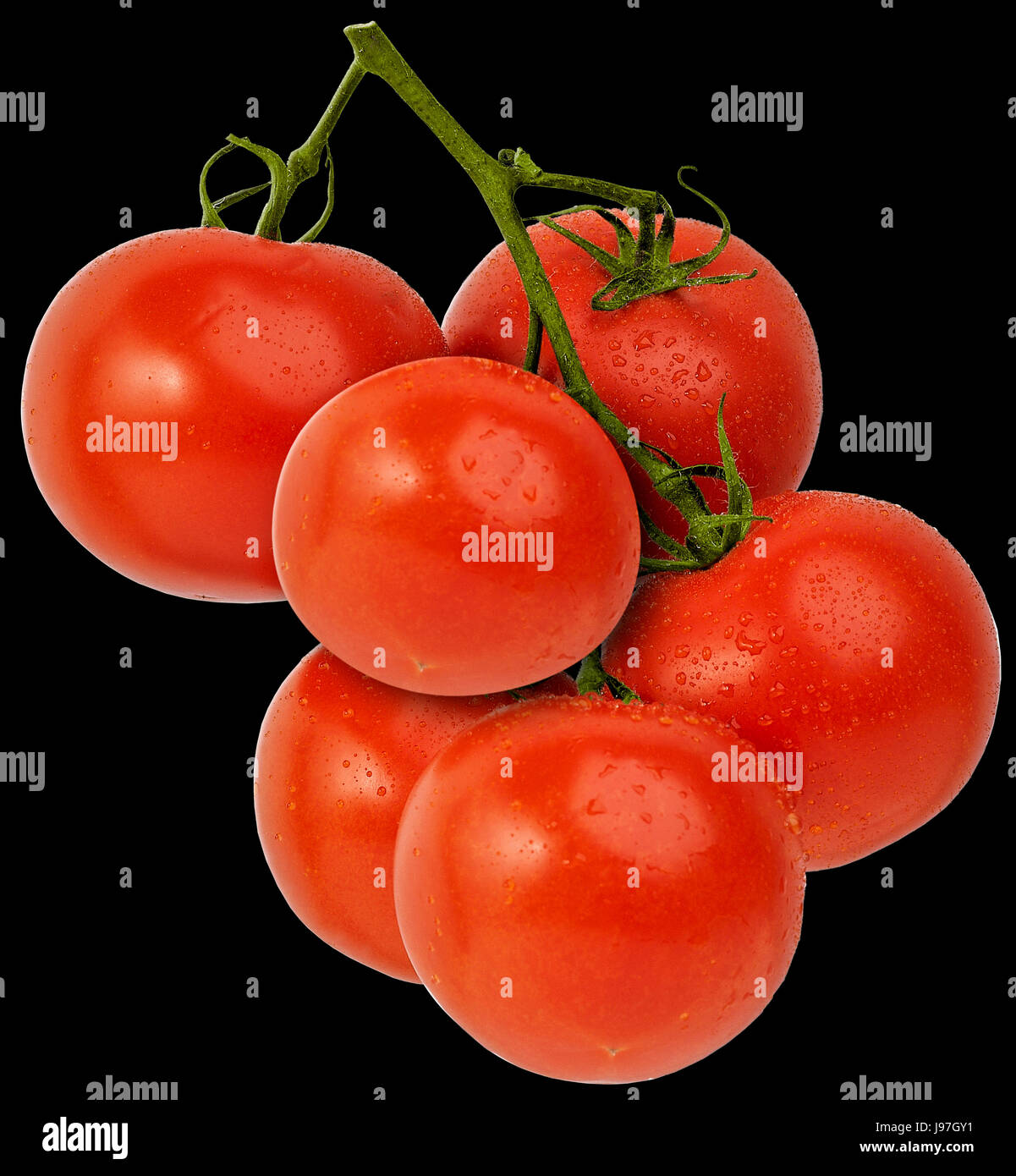 Fresh bright red vine tomatoes, isolated against a dark black colored background. Stock Photo