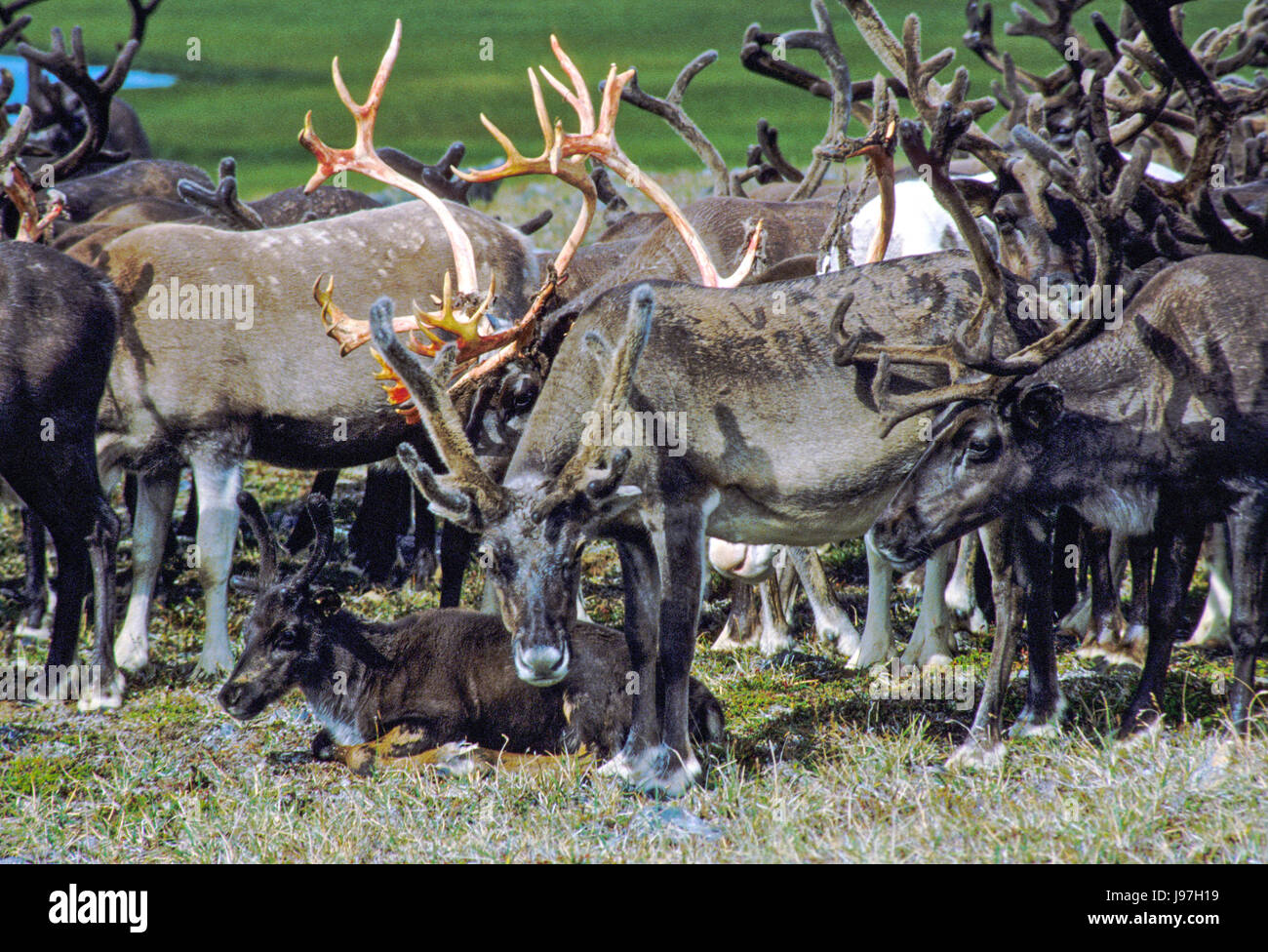 Nomadic Chukchi reindeer on the Chukchi or Chukotka Peninsula, in the Russian Far East. Stock Photo