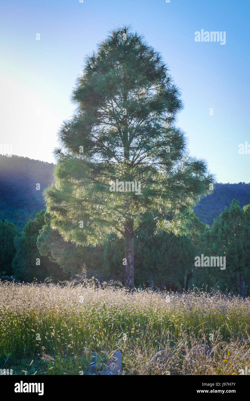 Ponderosa pine in Gila National Forest, New Mexico Stock Photo Alamy