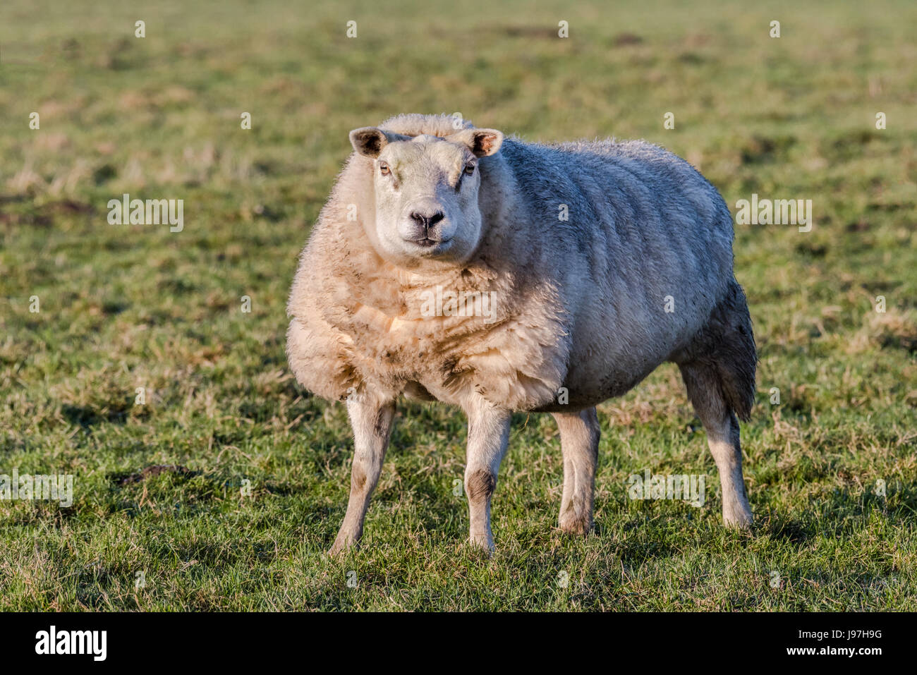 An attentive sheep is standing in a field during sunny day in winter. The animal is looking interested. Stock Photo