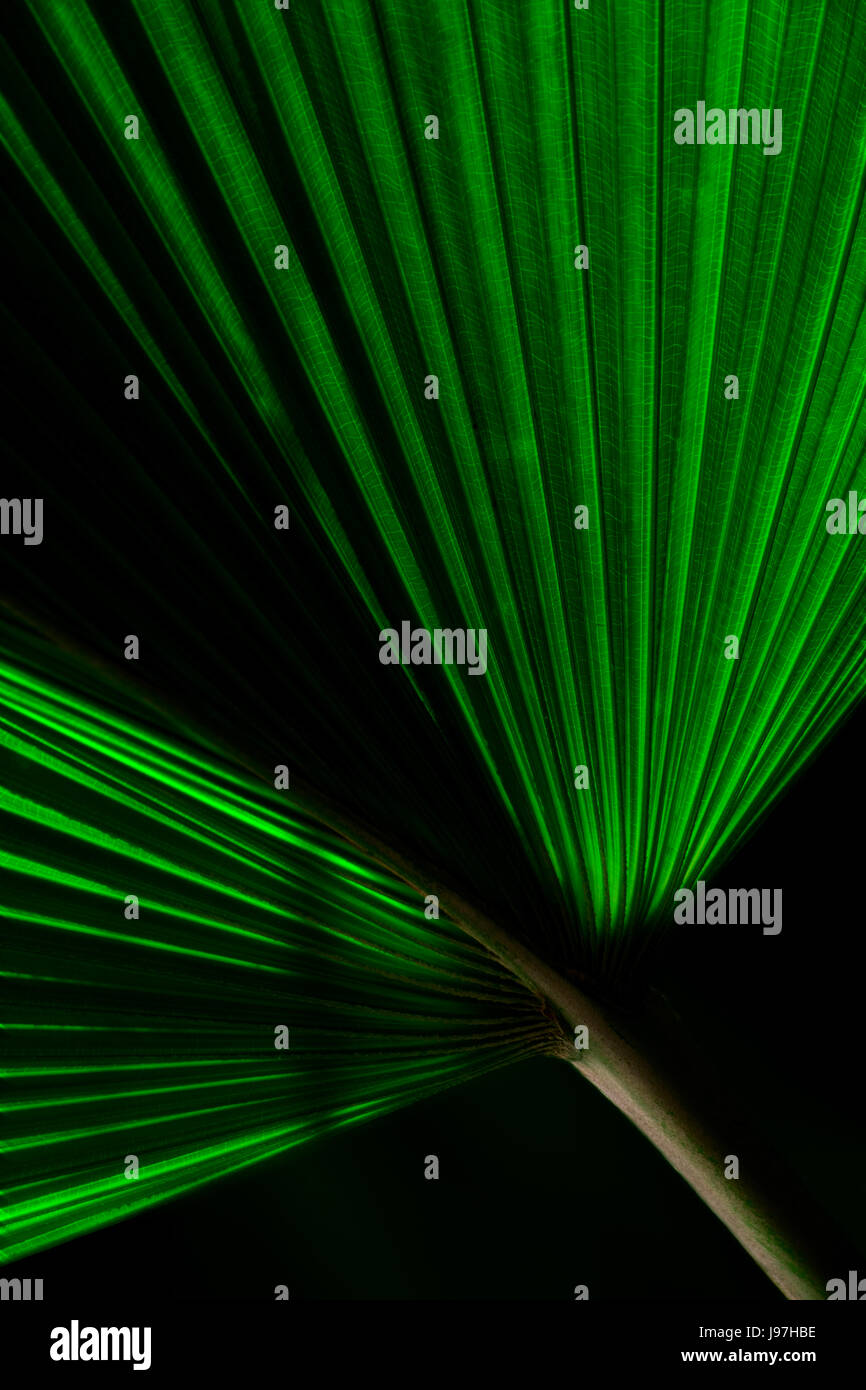 Palm leaf in close hi-res stock photography and images - Alamy